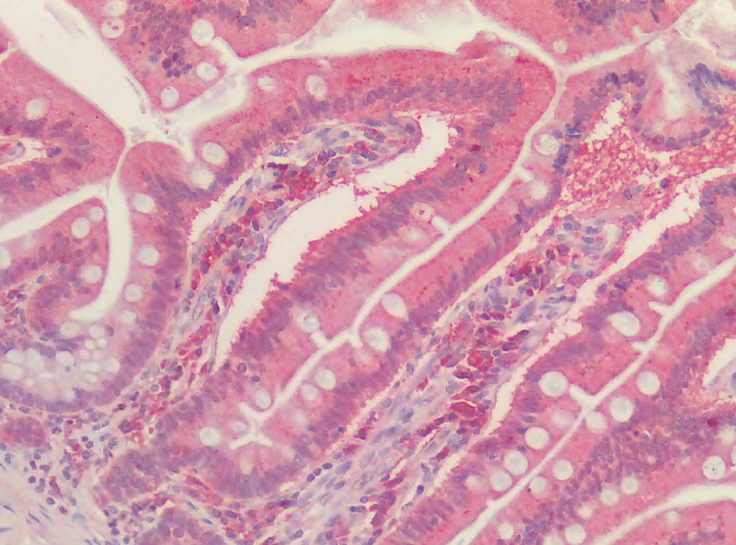Goat anti-PRDX1 Antibody