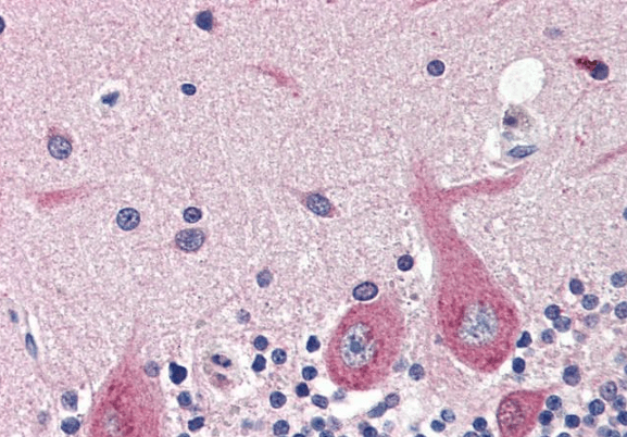Goat anti-GAD1 (isoform GAD67) Antibody