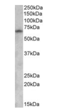 Goat anti-GAD1 (isoform GAD67) Antibody