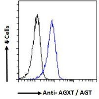 AGXT antibody