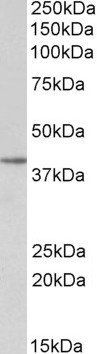 Goat anti-SFRP4 Antibody