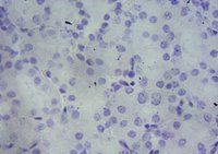 Goat anti-PBR (mouse) Antibody