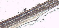 Goat anti-X-arrestin / arrestin 3 Antibody
