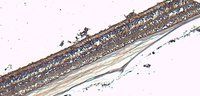 X-arrestin antibody