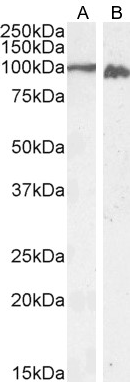 Calnexin antibody