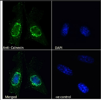 Calnexin antibody