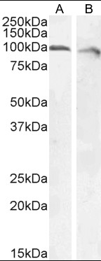 Calnexin antibody