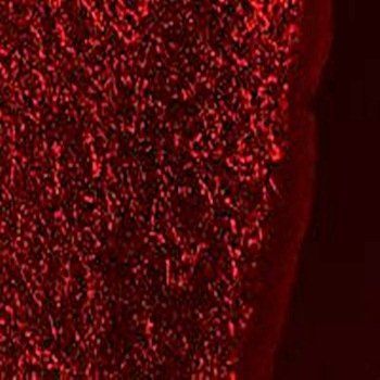 Galanin antibody