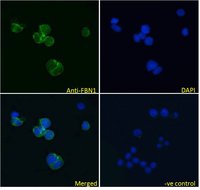FBN1 Antibody