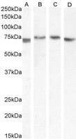 Goat anti-TGFBI Antibody