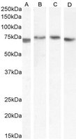 TGFBI antibody