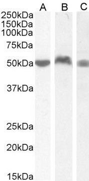Goat anti-LSP1 Antibody