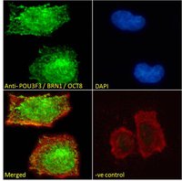 Goat anti-POU3F3 / BRN1 / OCT8 Antibody