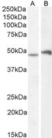 Goat anti-POU3F3 / BRN1 / OCT8 Antibody