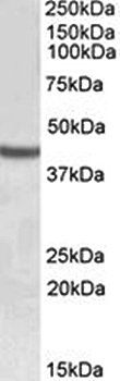SOX3 Antibody