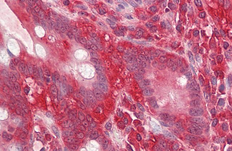 Goat anti-GNB2L1 Antibody