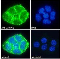 Goat anti-ANGPT1 Antibody