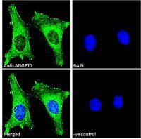 Goat anti-ANGPT1 Antibody