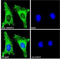 ANGPT1 antibody