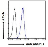 ANGPT1 antibody