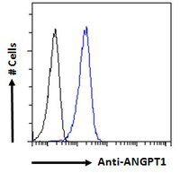 Goat anti-ANGPT1 Antibody