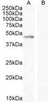 Goat anti-ANGPT1 Antibody
