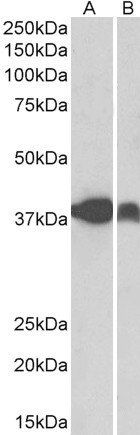 Goat anti-IDH3A Antibody