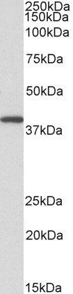 Goat anti-GNAQ / ALPHA-q (aa162-175) Antibody