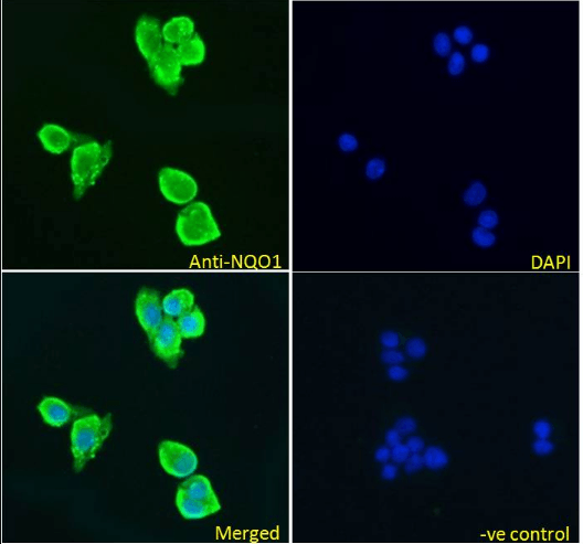 Goat anti-NQO1 (isoform a) Antibody