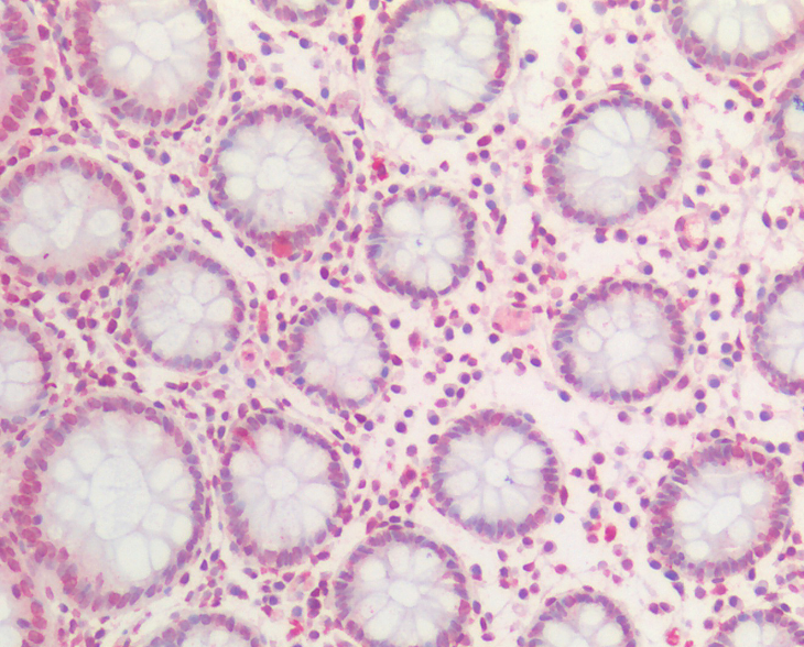 Goat anti-BMI1 Antibody