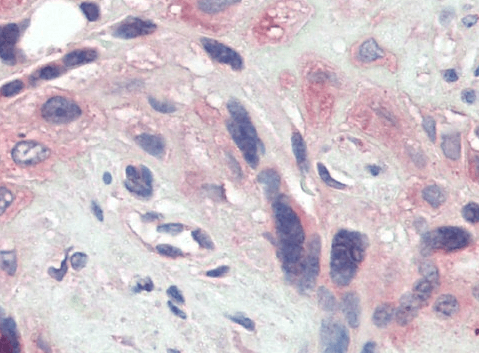 Goat anti-BMP1 (aa284-296) Antibody