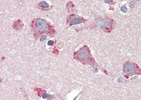Goat anti-BMP1 (aa284-296) Antibody