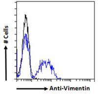 Vimentin antibody