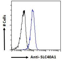 SLC40A1 antibody