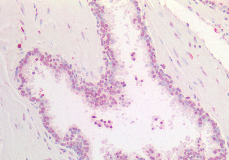 Goat anti-HOXA5 (aa157-168) Antibody