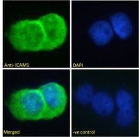 Goat anti-ICAM1 (aa313-327) Antibody