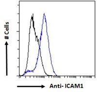 ICAM1 antibody