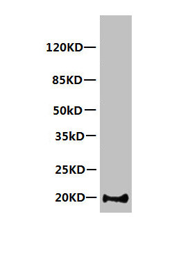 Myoglobin antibody