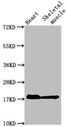 Myoglobin antibody