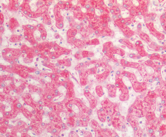Goat anti-fibrinogen alpha chain Antibody