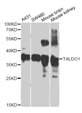 TALDO1 antibody