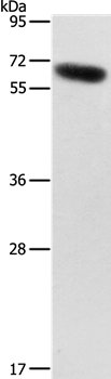 SLC2A12 Rabbit Polyclonal Antibody