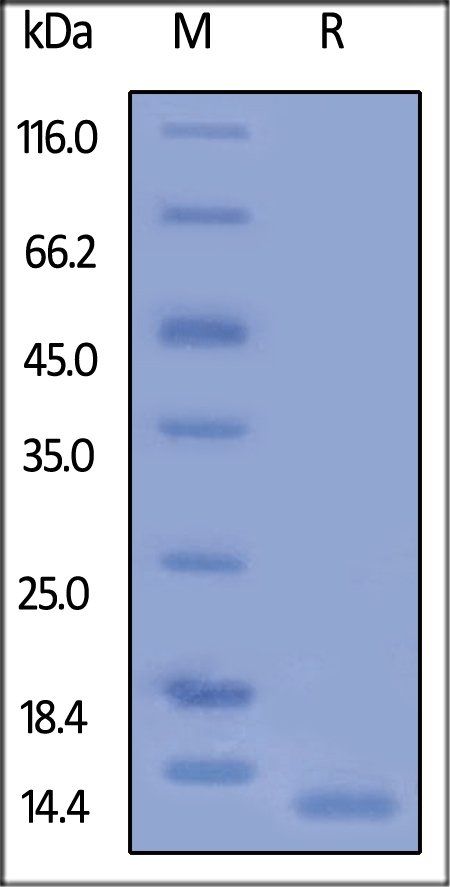 Human CD9 Protein
