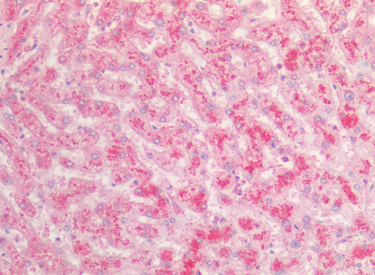 Goat anti-fibrinogen alpha chain (aa123-135) Antibody