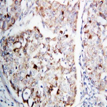 Anti-MEK1/MAP2K1 Antibody