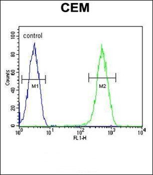 CRCT1 antibody