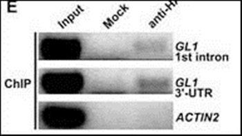 HA Tag antibody