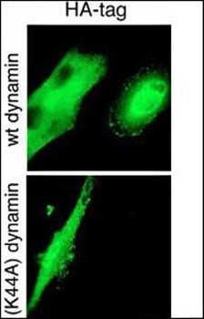 HA Tag antibody