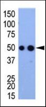 HA Tag antibody