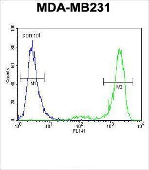 KCNT2 antibody